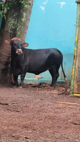 Mini vaca