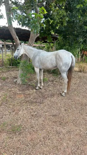 Égua de esteira