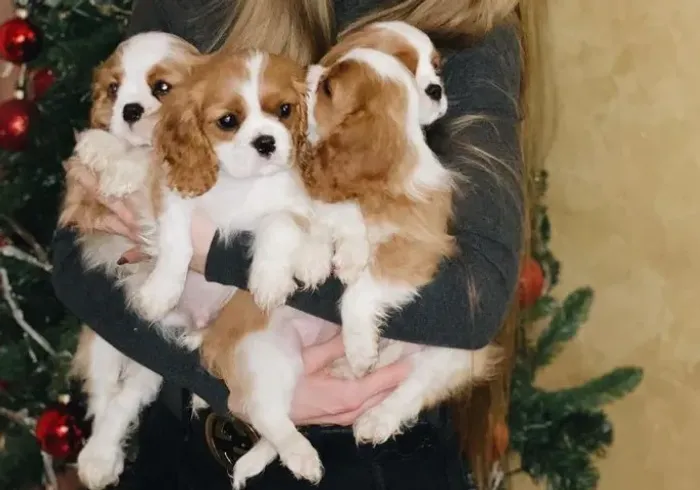 Cavalier King: Pequeno no Tamanho, Enorme no Encanto