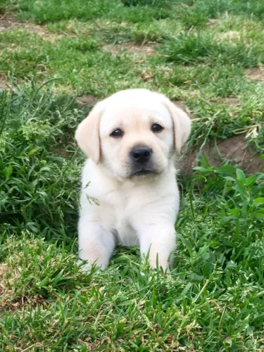 Labrador Retriever,Labrador Retriever Filhote Pronto Para Novo Lar