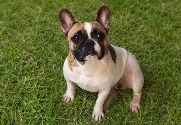 Buldog procuro Padrinhador pra ela ?