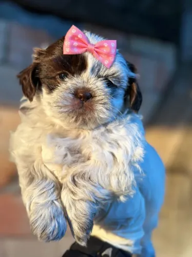 Shih tzu 58 dias adoraveis e puros!!imperdivel