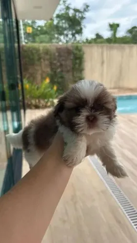 Shih Tzu Filhotes com muito amor para oferecer