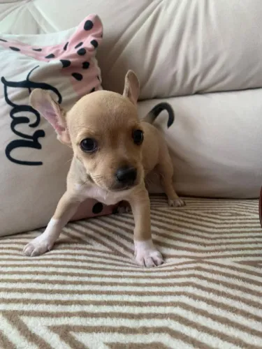 Vende-se filhote de pinscher fêmea 