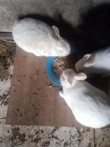 5 coelhos