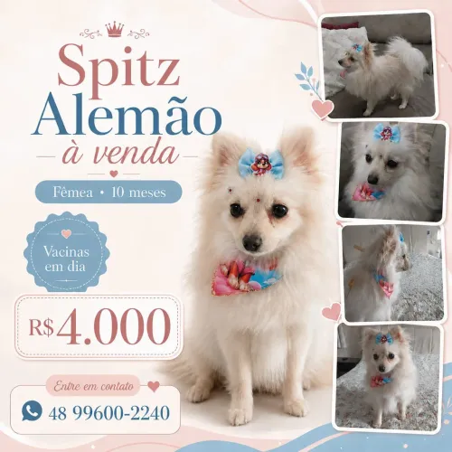 Spitz alemão anão Fêmea 
