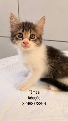 Gata Fêmea: *96