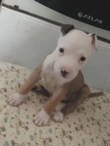 Cachorro Pitbull