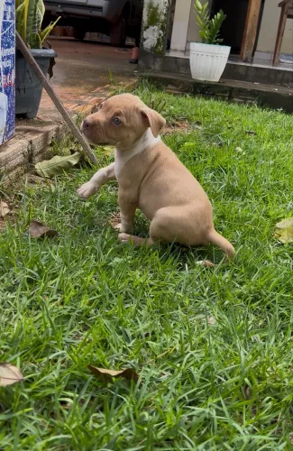 Filhote de pitbull 