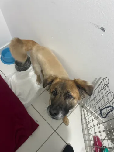 Adoção Responsável - Cachorro