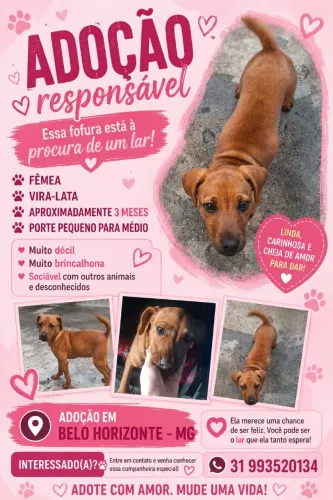 Doação - Lindo Filhote de Vira-lata Caramelo, fêmea 
