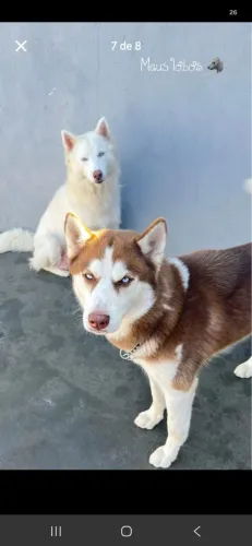 Husky Siberiano