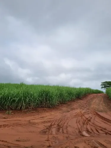 vende fazenda fazenda de 3 alqueires paulista em cana junto a cidade Ibitinga-SP