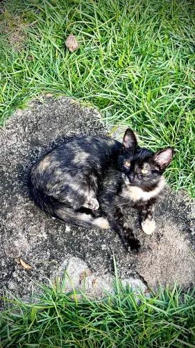Doa- se gatinhas. Urgente !!!