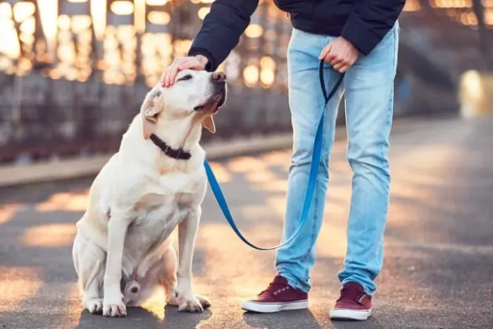 Dog walker (passeador de cães).(81)9. * zap