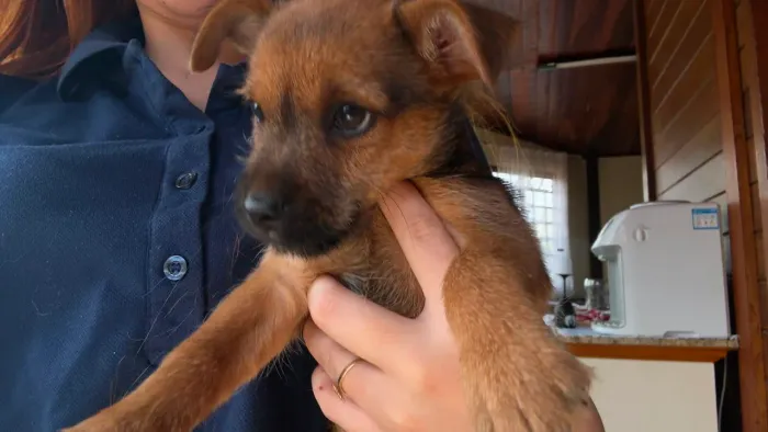 Doação de cachorrinha 