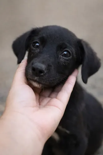 Doação de filhotinha de 4 meses super dócil e carinhosa