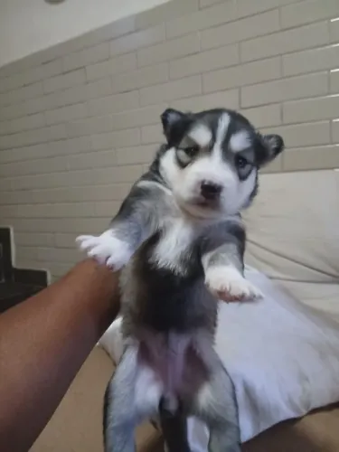 HUSKY SIBERIANO