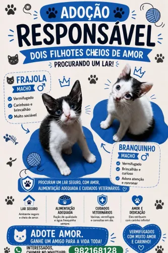 Gatos para adoção