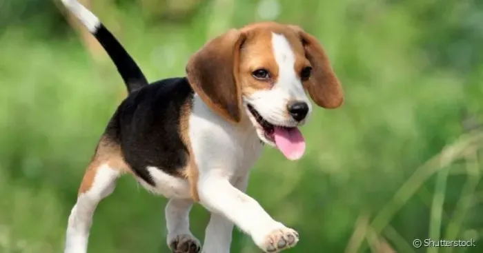 Beagle puros vacinados e perfeitos