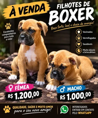 Boxer filhotes