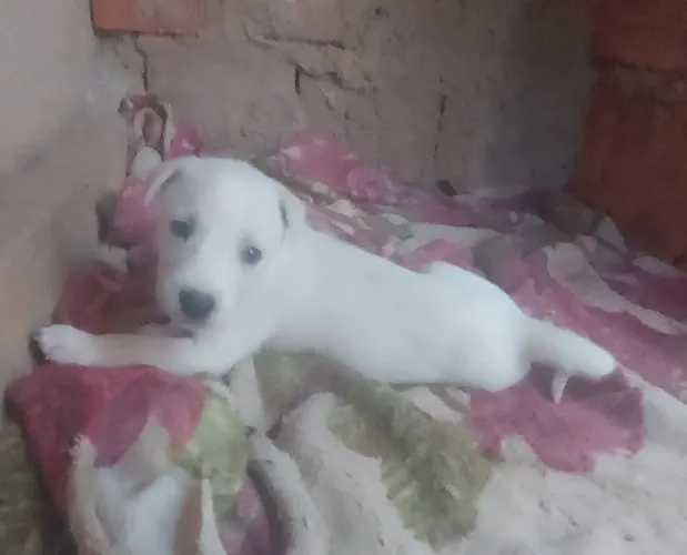Cachorro