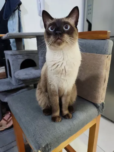 Gatinho siamês 1.5 ano