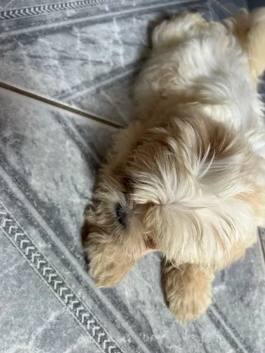 Cachorro shitszu