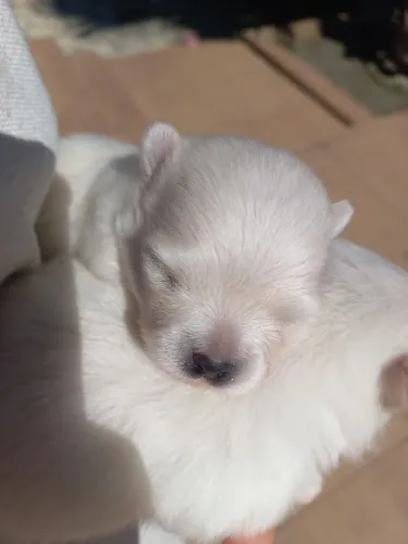 Cachorro