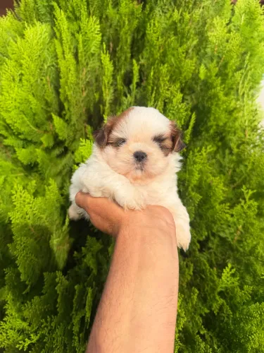 Shih tzu