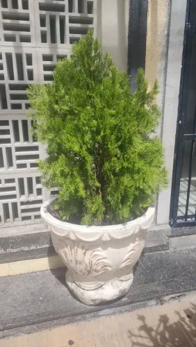 PLANTAS PARA DECORAÇÃO PARA PAIJASISMO