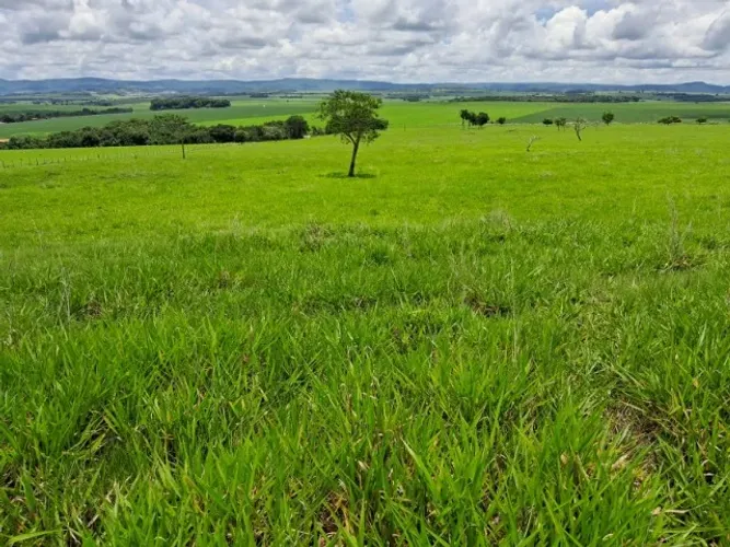 FAZENDA À VENDA | GOIANÉSIA - GO | 166 ALQUEIRES | ALTA PRODUTIVIDADE E ESTRUTURA PECUÁRIA