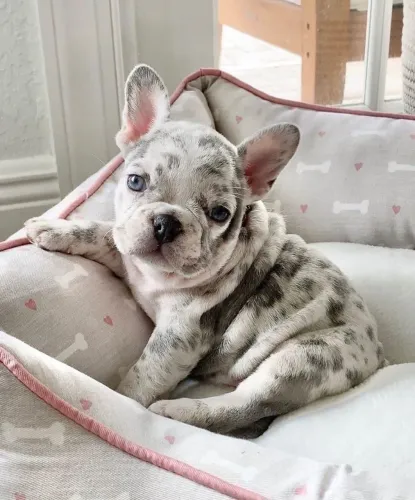 Bulldogue Francês - Pet Que Pode Ser Sua Próxima Grande Escolha