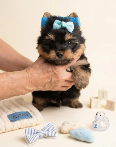 Amor verdadeiro do do seu cãopanheiro disponíveis para alegrar seu lar