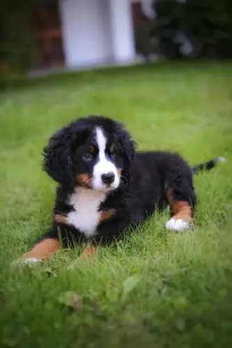 Bernese Cheio de Carinho ?