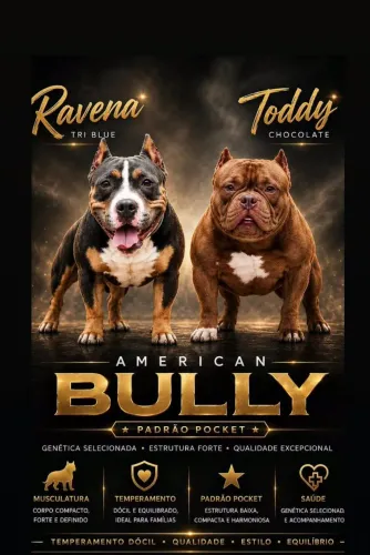 Vende-se filhotes de American Bully