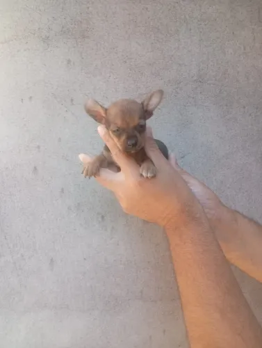 Pinscher Zero Charmoso