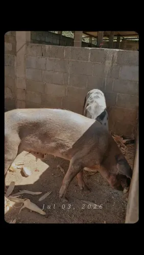 Vende-se porco