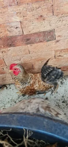 Vendo galo mini garninzé