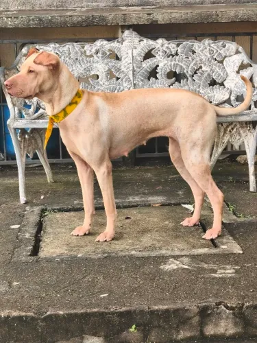 Cadela para doar *