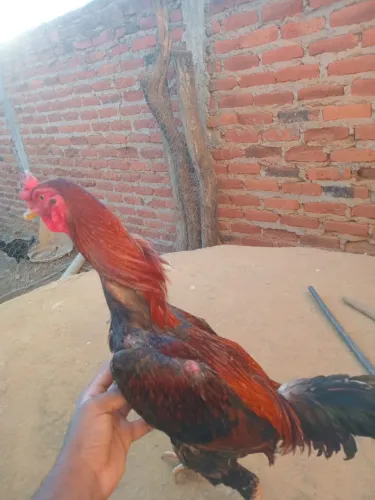 Galo