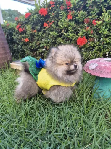 Fêmea ?Filhote de Spitz Alemão Anão - Padrão Exclusivo- verdadeiro Lulu da Pomerânia 