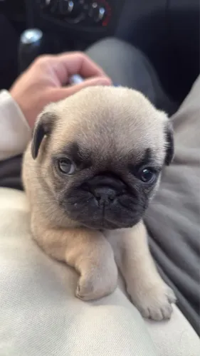 Pug