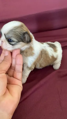 Shih Tzu fêmea mini