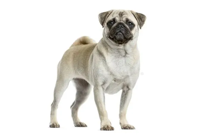 Vende-se pug