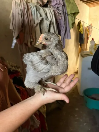 Pintinhos Brahma