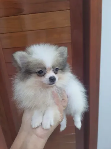 Spitz macho