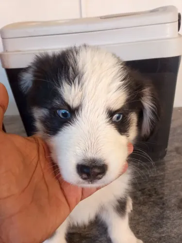 Cachorros filhote de Rusk siberiano (mestiços)