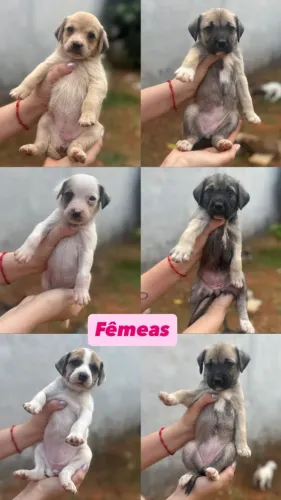 Adoção responsável filhotes SRD