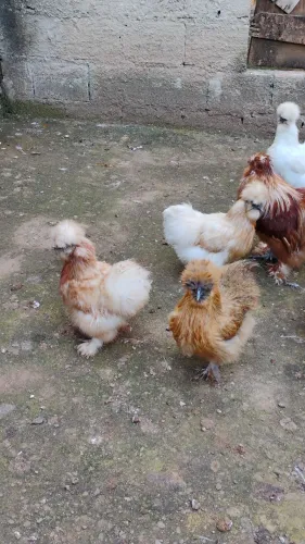 Ovos galados de sedosa do Japão
